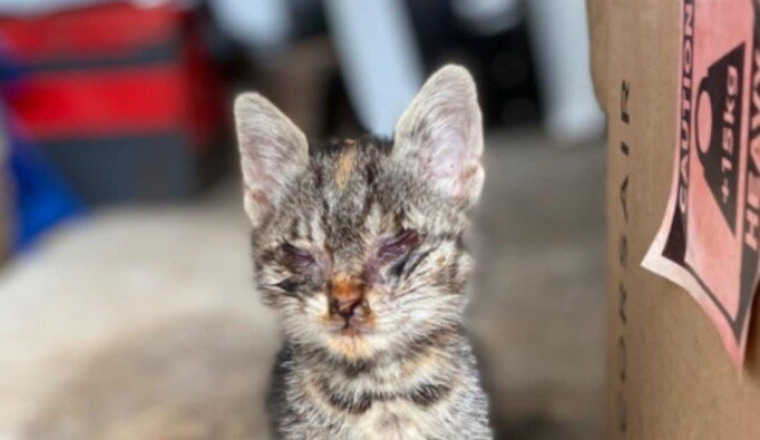Soin urgent chaton coryza avancer