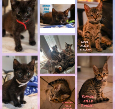 Soins des chatons en sauvetages ou abandonnés