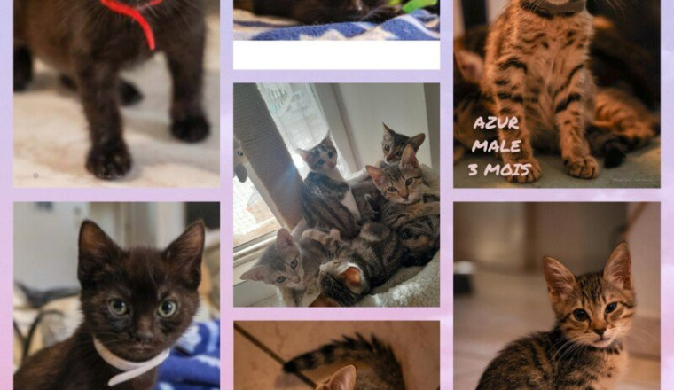 Soins des chatons en sauvetages ou abandonnés