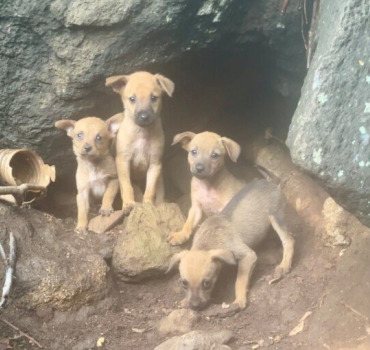 Famille chien  en danger île de la réunion