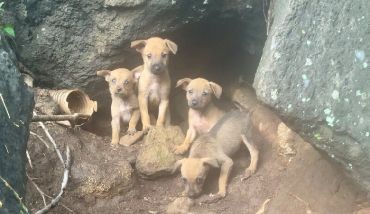 Famille chien  en danger île de la réunion