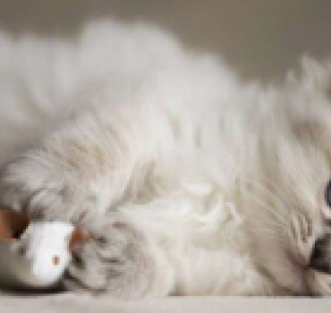 Adoption d’un chaton pour Emma