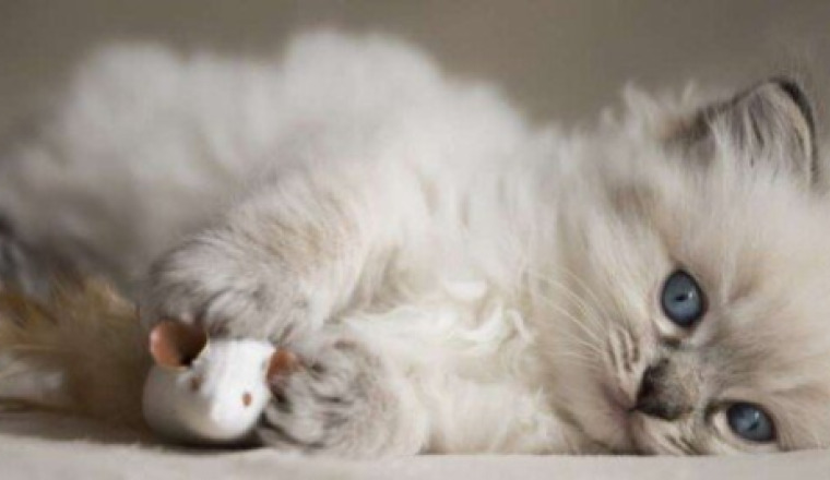 Adoption d’un chaton pour Emma