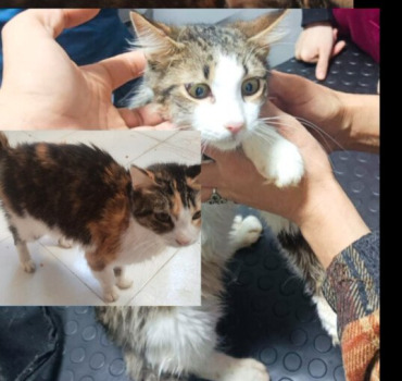 Pour ces 2 chats atteints de la PIF