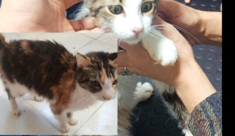 Pour ces 2 chats atteints de la PIF