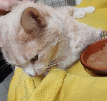 Sauvé le chat de ma mère