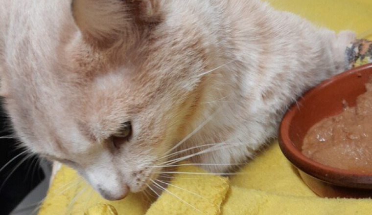 Sauvé le chat de ma mère