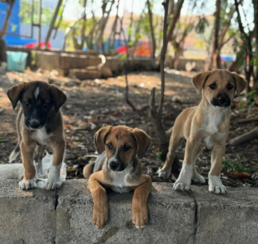 🆘 SOS vétérinaires / nourriture 🆘