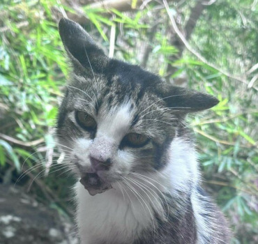 Minet en détresse, Bambou + Bergamote