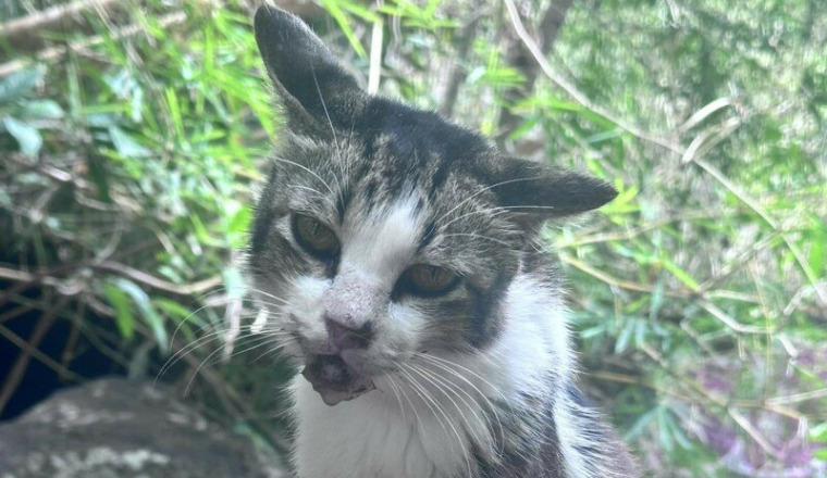 Minet en détresse, Bambou + Bergamote