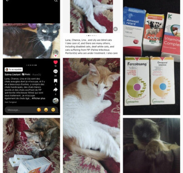 SOS AIDE pour les Chats de SALMA