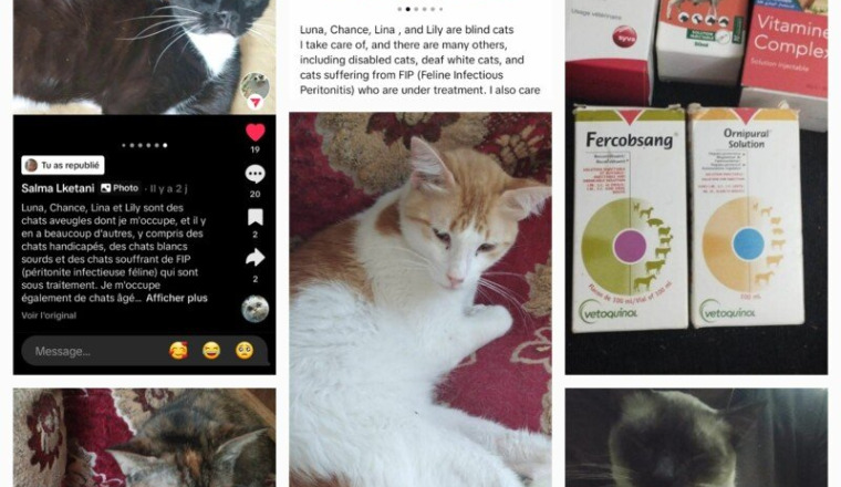 SOS AIDE pour les Chats de SALMA