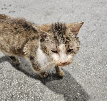 Chat à soigner