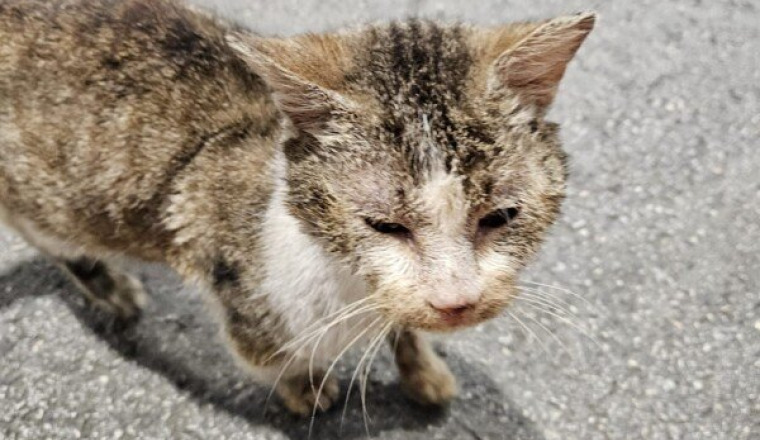 Chat à soigner