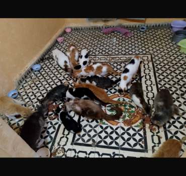 nourriture et soins des chats de amina