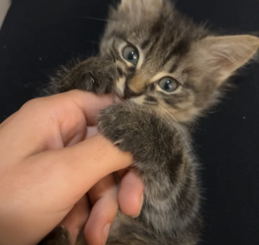 Opération pour ma petite Nala