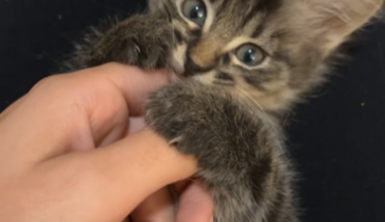 Opération pour ma petite Nala