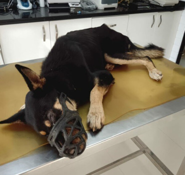 Soins pour Happy chien errant