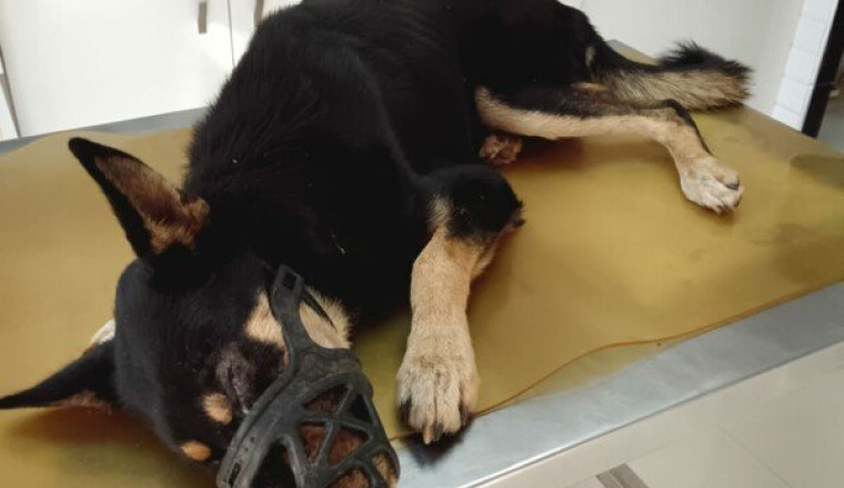 Soins pour Happy chien errant