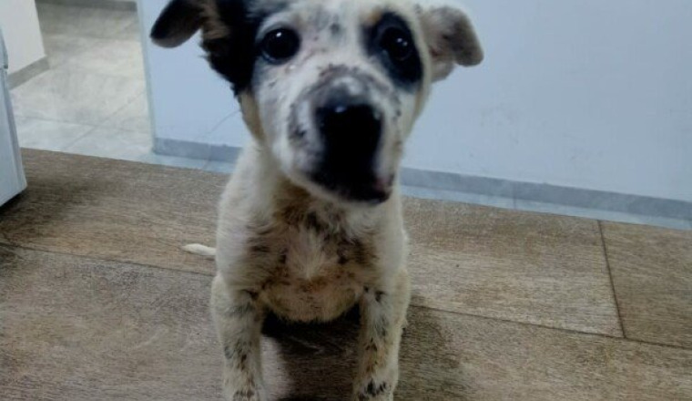 Pour opération de la mâchoire chiot