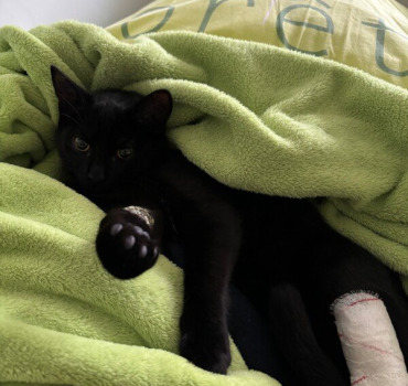 Aidons notre petit chat à remarcher