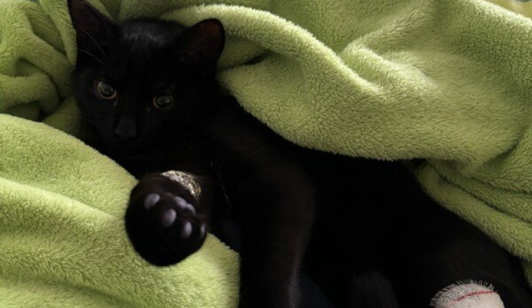 Aidons notre petit chat à remarcher