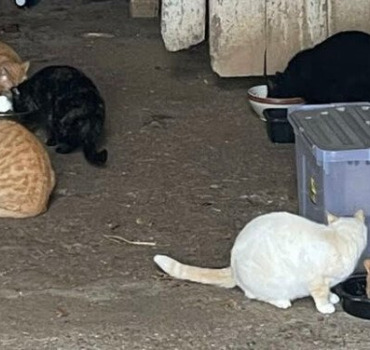 Un enclos pour sauver 9 chats de l'euthanasie