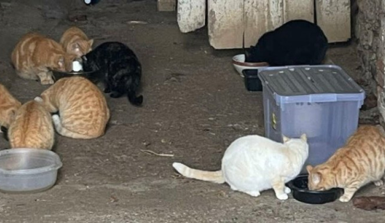 Un enclos pour sauver 9 chats de l'euthanasie