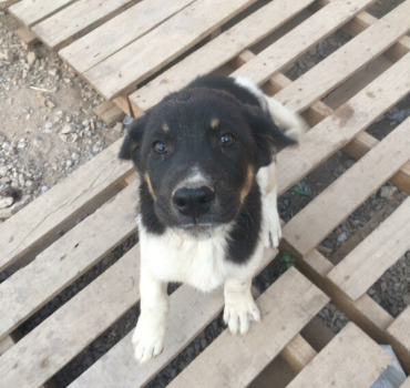 Sauvetage,Soins,Nourriture Animaux