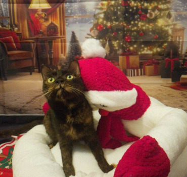 Besoin d'aide pour rapatrier nos chats