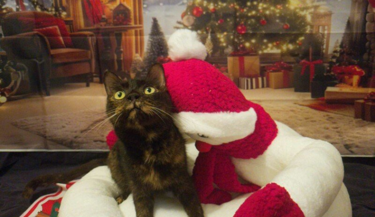 Besoin d'aide pour rapatrier nos chats