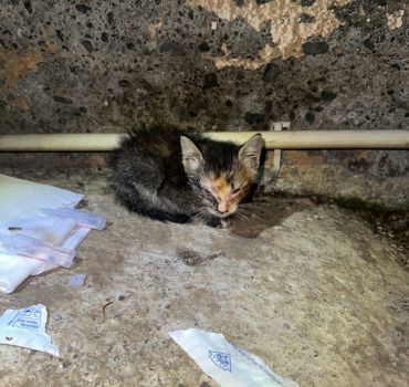 Sauvetage d’un Chaton atteint de gros Coryza