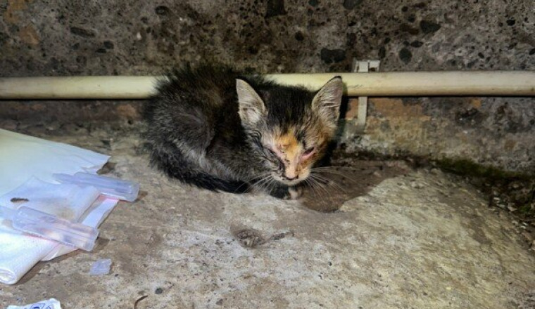 Sauvetage d’un Chaton atteint de gros Coryza