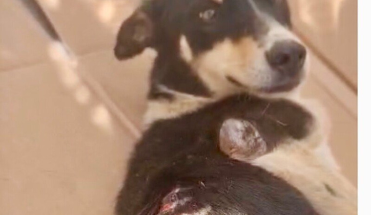 Pour Tifelt le chien de Rabat
