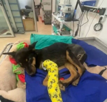 Urgent‼️Aidez nous à protéger les plus fragiles 🐾