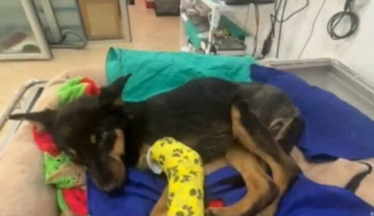 Urgent‼️Aidez nous à protéger les plus fragiles 🐾