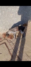 Image justificative de la cagnotte