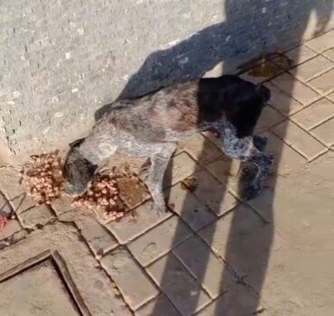 Chien errant Mohammedia