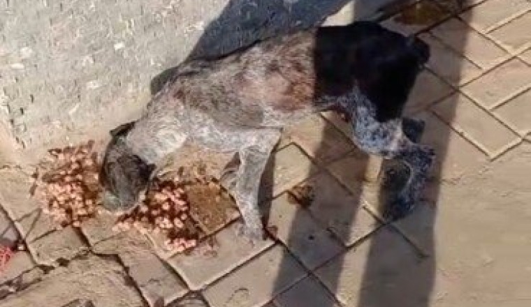 Chien errant Mohammedia