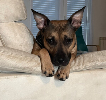 Aidez nous à sauvé ma chienne Baïa du Cancer