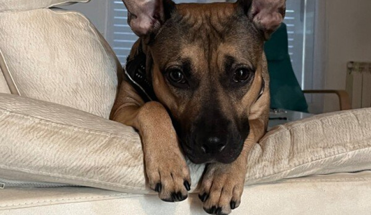 Aidez nous à sauvé ma chienne Baïa du Cancer