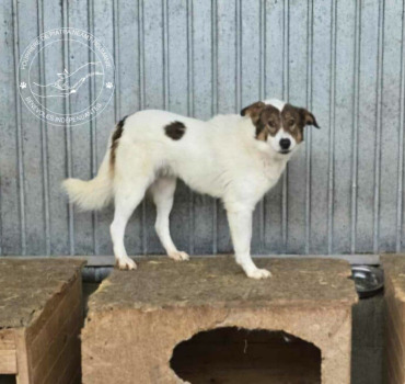 Chiens de la Fourrière de Piatra Neamt Roumanie
