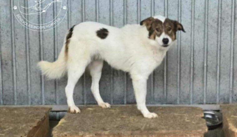 Chiens de la Fourrière de Piatra Neamt Roumanie