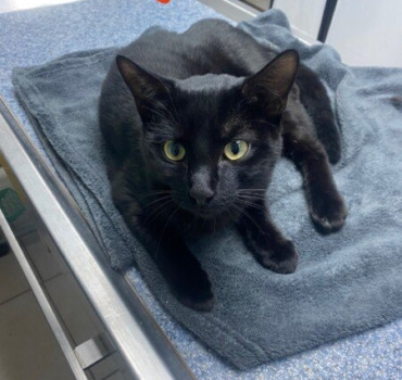 Frais médicaux de mon chaton qui s’est fait écrasé