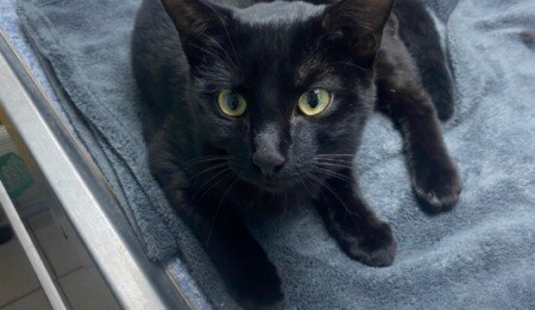 Frais médicaux de mon chaton qui s’est fait écrasé