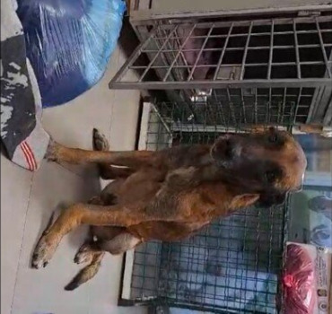SOS chien percuté sur l’autoroute