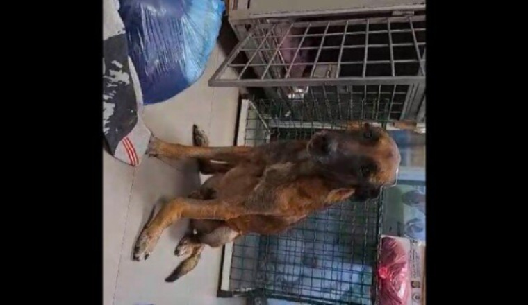 SOS chien percuté sur l’autoroute