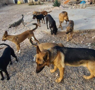 Aidons Emma à construire des enclos pour ses 20 🐶