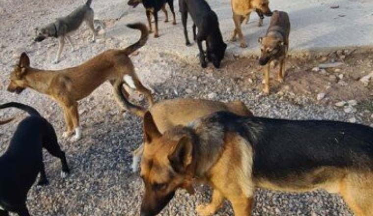 Aidons Emma à construire des enclos pour ses 20 🐶