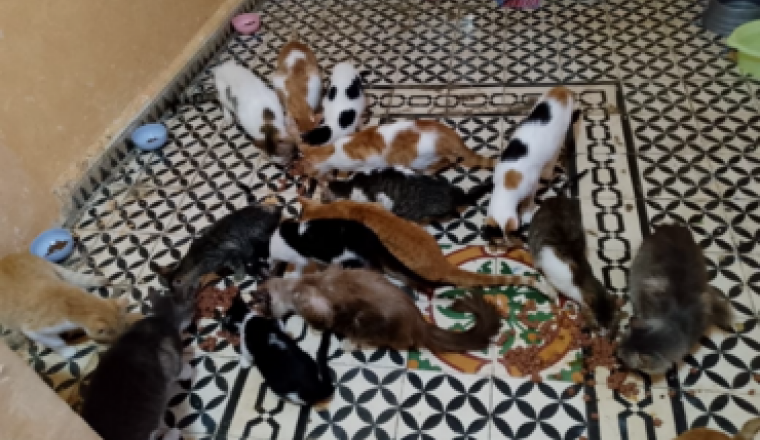 nourriture et soins des chats de amina